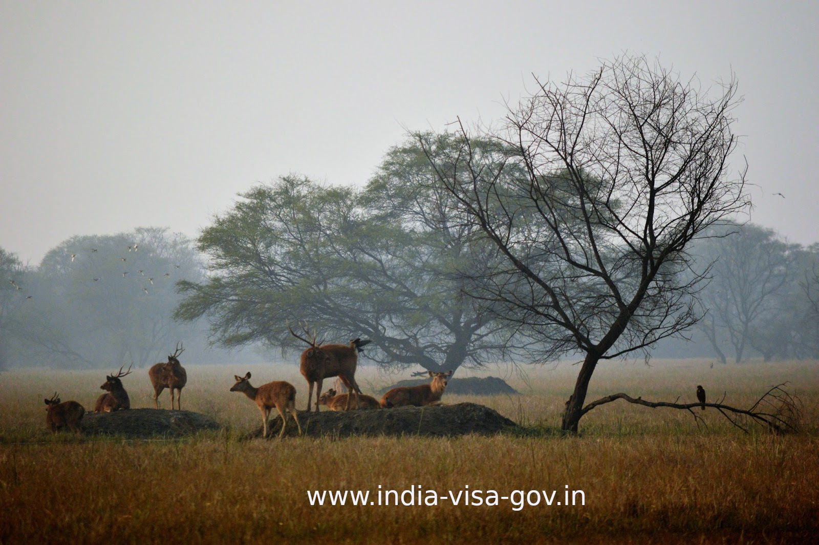 Intian Visa Keoladeon kansallispuisto