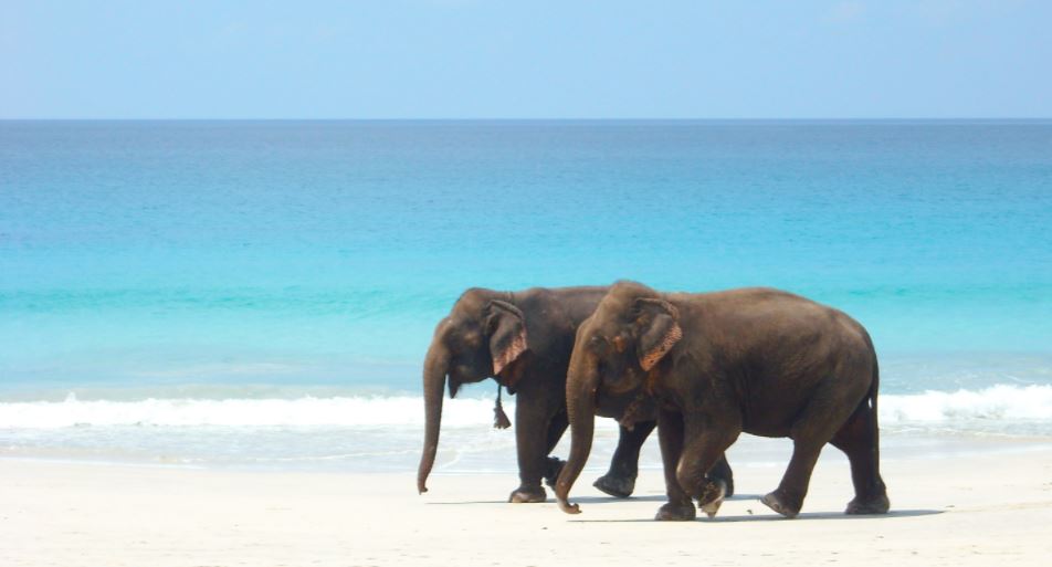 Elephant Beach