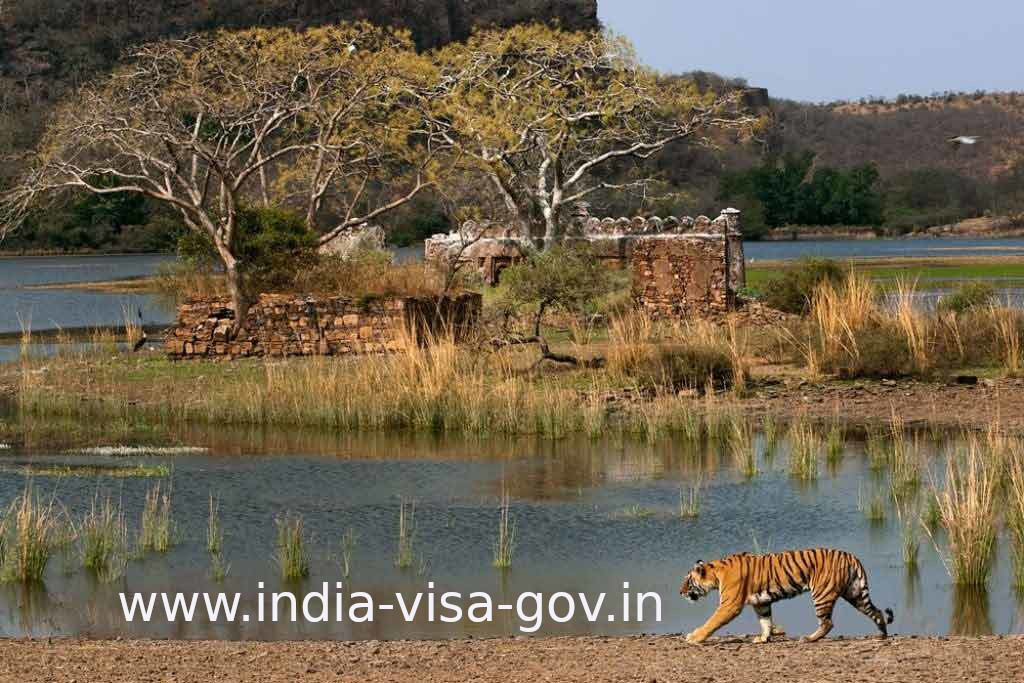 Indian Visa Ranthambore National Park Intia