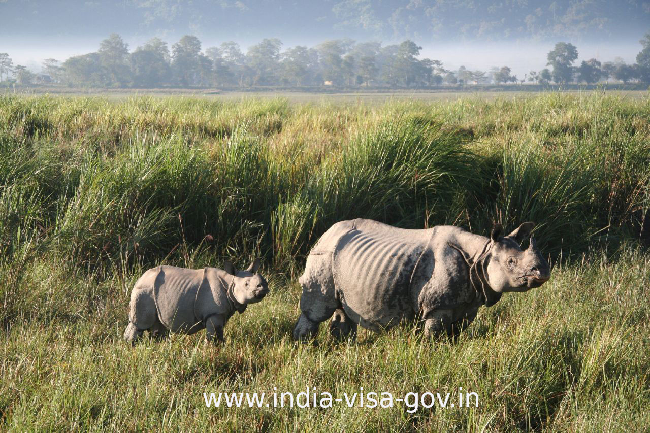 Intian Visa Kazirangan kansallispuisto Intiassa